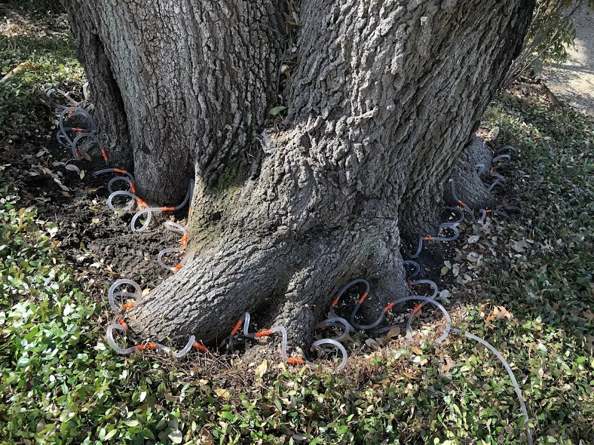 Detailed Tree Cabling and Bracing job site in Rockford