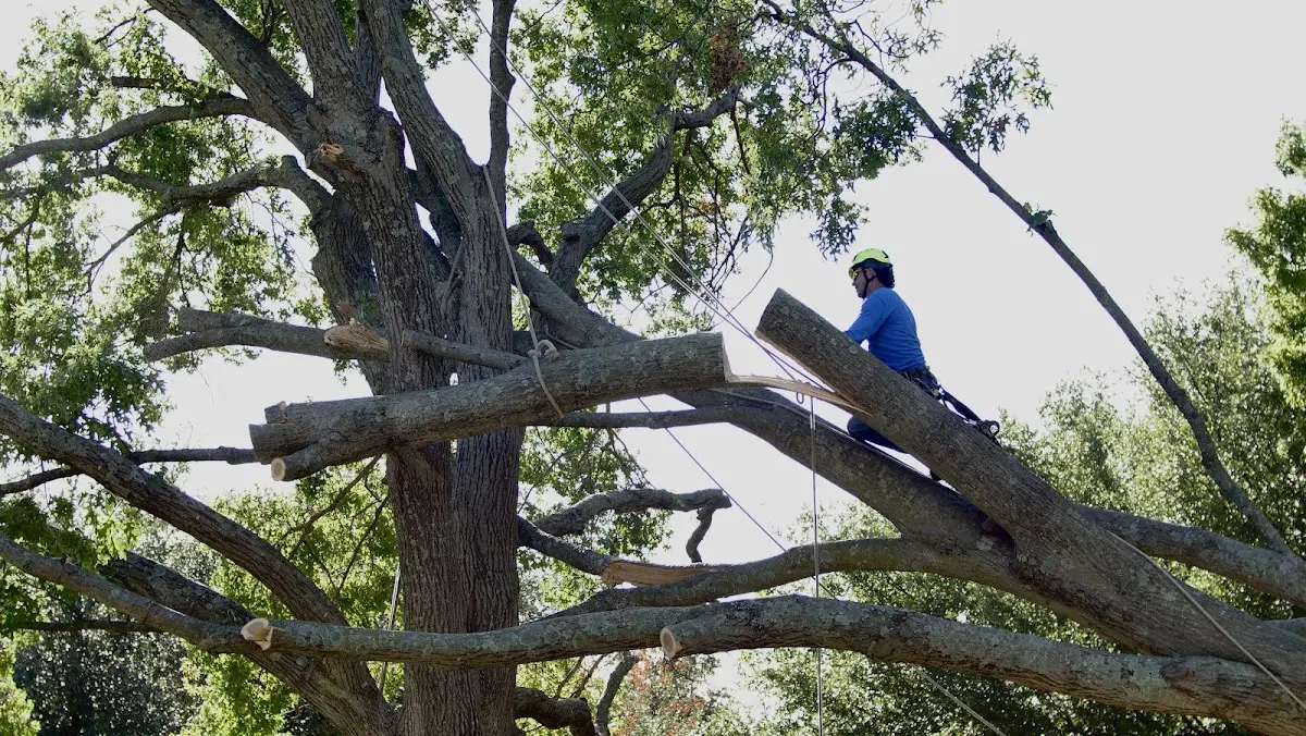 Professional Crown Thinning performed by certified arborists in Rockford