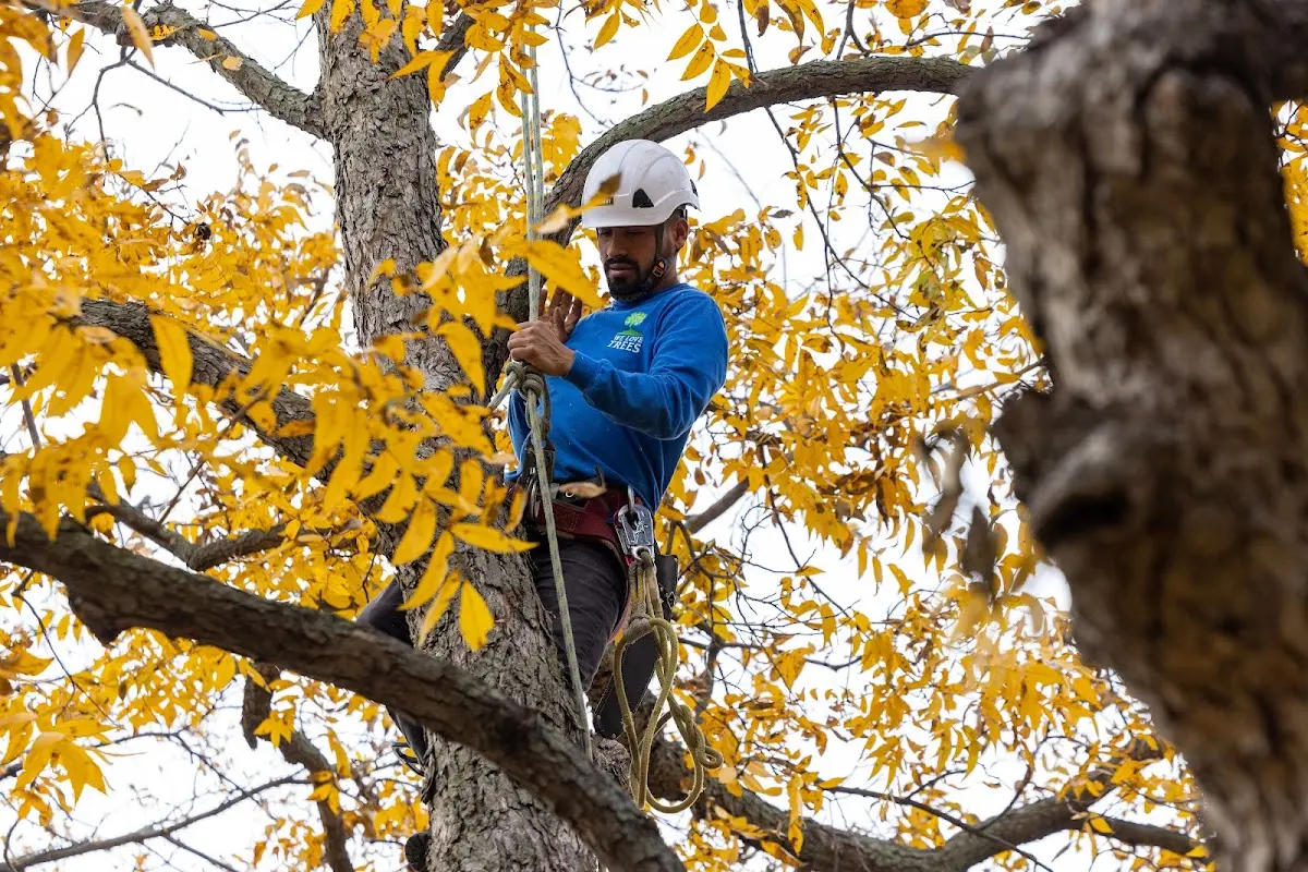 Skilled Tree Planing crew working in Rockford