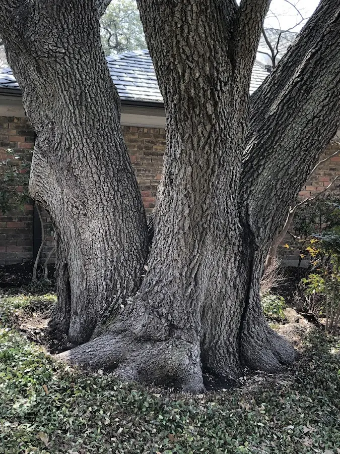 Mature heritage tree close to a Rockford property cared for by certified arborists